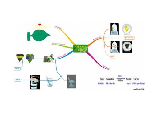 Quang hợp - - Sơ đồ tư duy