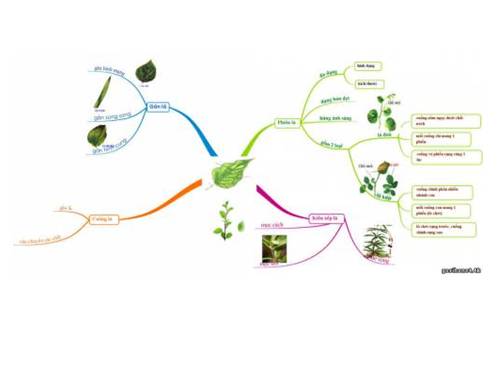 Đặc điểm bên ngoài của lá - Sơ đồ tư duy