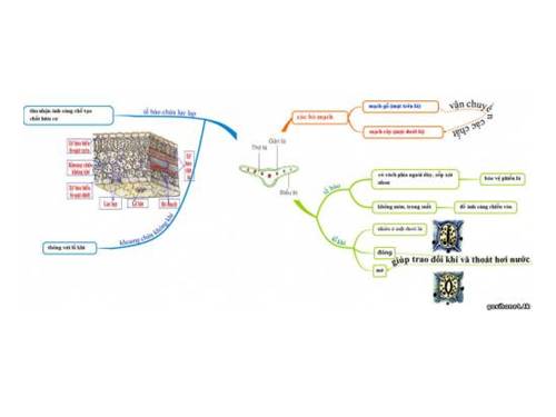 Cấu tạo phiến lá - Sơ đồ tư duy