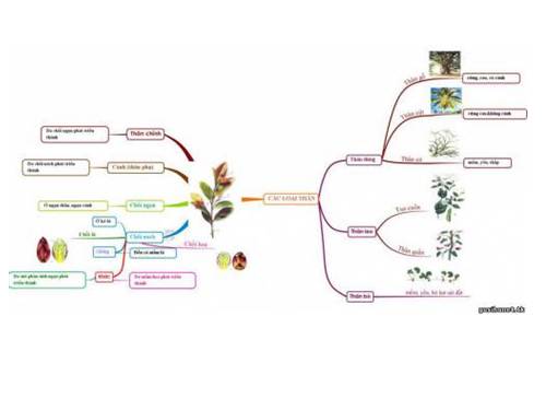 Các loại thân (sơ đồ tư duy)
