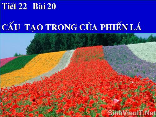 Bài 20. Cấu tạo trong của phiến lá