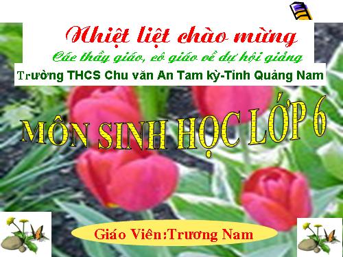 Bài 20. Cấu tạo trong của phiến lá