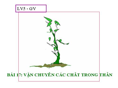 Bài 17. Vận chuyển các chất trong thân