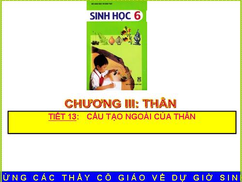 Bài 13. Cấu tạo ngoài của thân