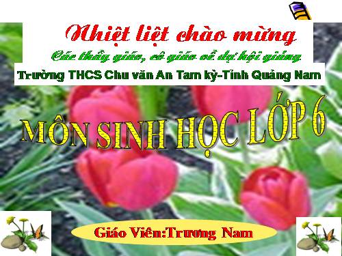 Bài 20. Cấu tạo trong của phiến lá