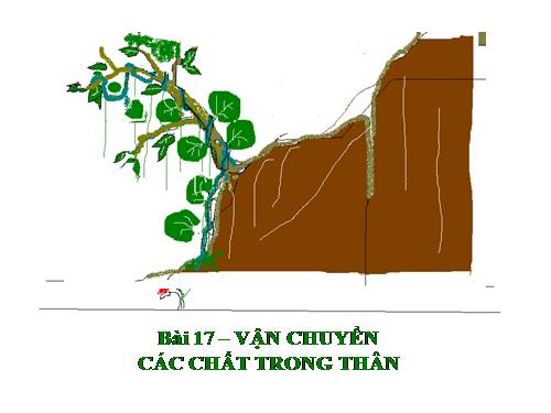 Bài 17. Vận chuyển các chất trong thân