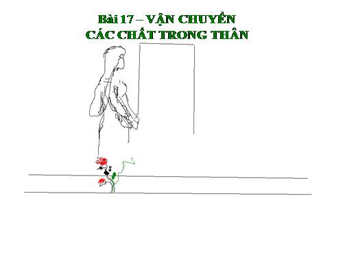Bài 17. Vận chuyển các chất trong thân