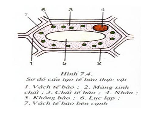 ôn tập sinh 6 tiết 21