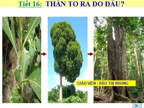 Bài 16. Thân to ra do đâu ?