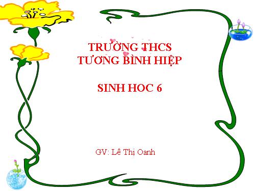 Bài 15. Cấu tạo trong của thân non