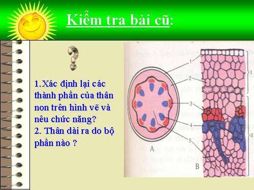 Bài 16. Thân to ra do đâu ?