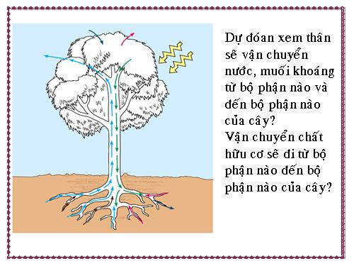 Bài 17. Vận chuyển các chất trong thân