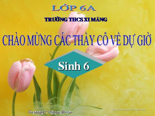 Bài 15. Cấu tạo trong của thân non