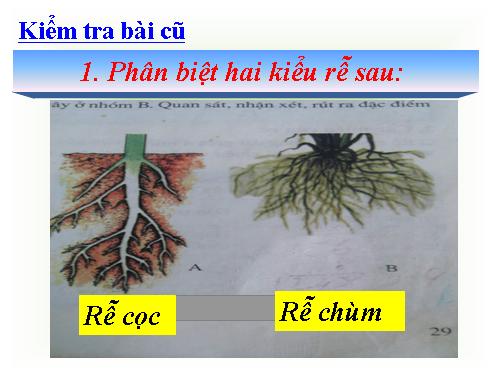 Bài 42. Lớp Hai lá mầm và lớp Một lá mầm