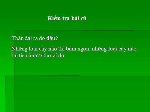 Bài 15. Cấu tạo trong của thân non