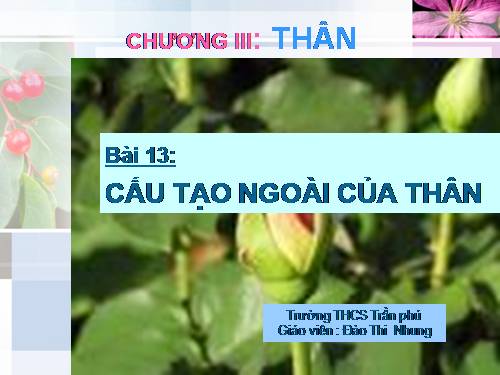 Bài 13. Cấu tạo ngoài của thân