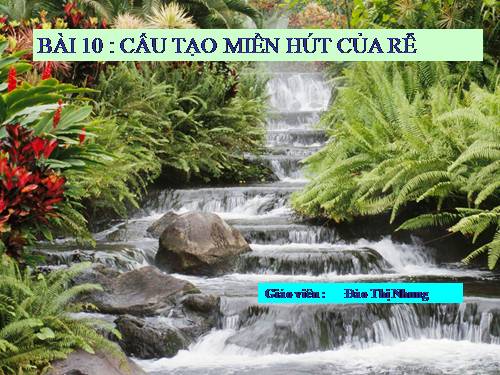 Bài 10. Cấu tạo miền hút của rễ