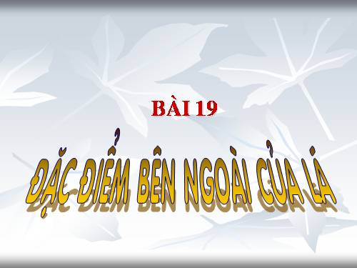 Bài 19. Đặc điểm bên ngoài của lá