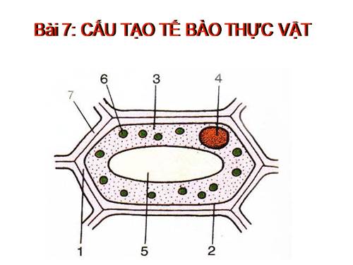 Bài 7. Cấu tạo tế bào thực vật