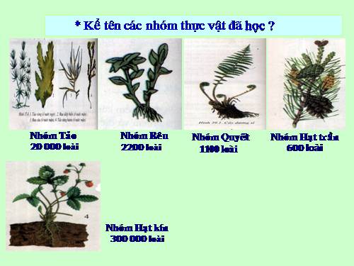 Bài 43. Khái niệm sơ lược về phân loại thực vật