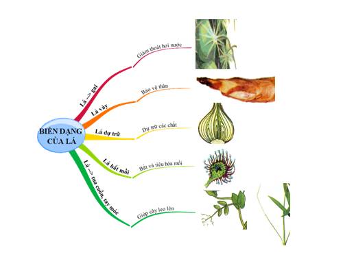 Sơ đồ tư duy