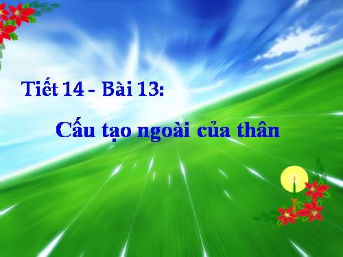 Bài 13. Cấu tạo ngoài của thân