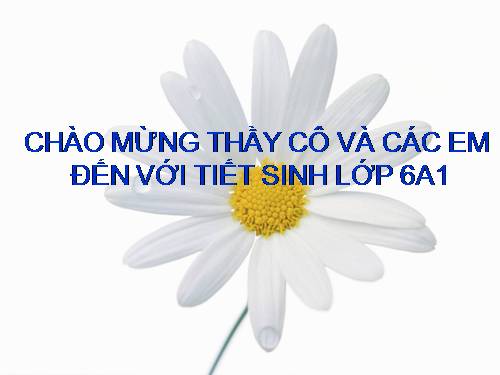 Bài 13. Cấu tạo ngoài của thân