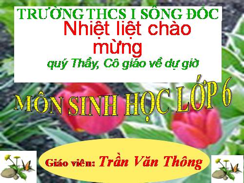 Bài 20. Cấu tạo trong của phiến lá