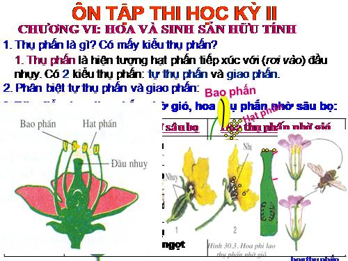 ÔN THI HKII