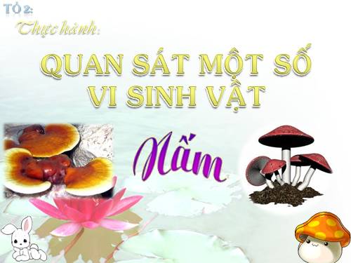 Bài 51. Nấm