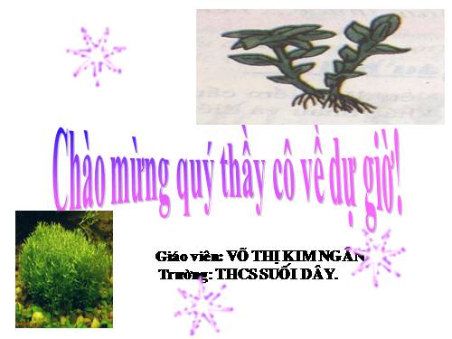 Bài 38. Rêu - Cây rêu