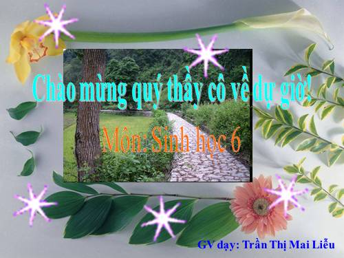 Bài 38. Rêu - Cây rêu