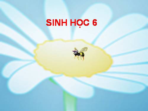 Bài 45. Nguồn gốc cây trồng