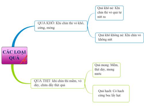 BĐTD_ Các loại quả