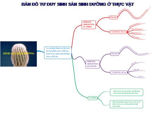 BĐTD_ Sinh sản sinh dưỡng