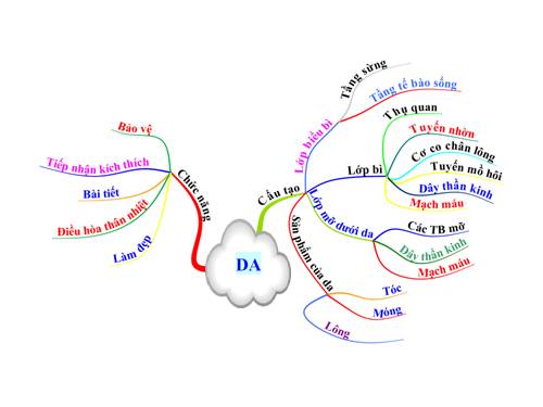 Bản đồ tư duy  Da - sinh 9