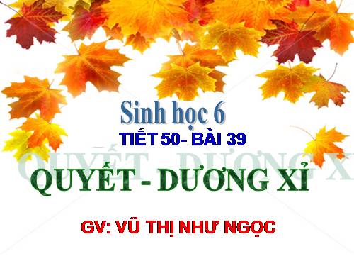 Bài 39. Quyết - Cây dương xỉ