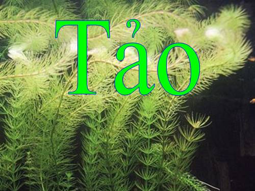 Bài 37. Tảo