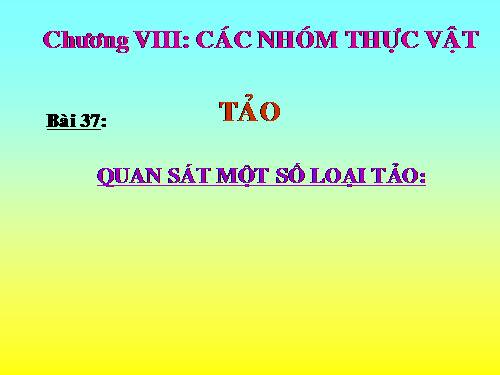 Bài 37. Tảo