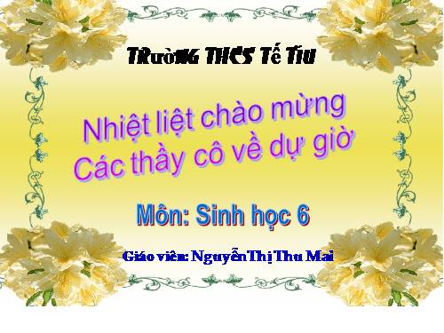 Bài 16. Thân to ra do đâu ?