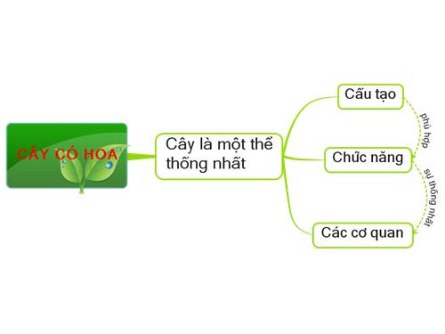 Bài 36. Tổng kết về cây có hoa