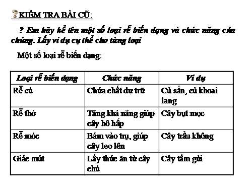 Bài 13. Cấu tạo ngoài của thân