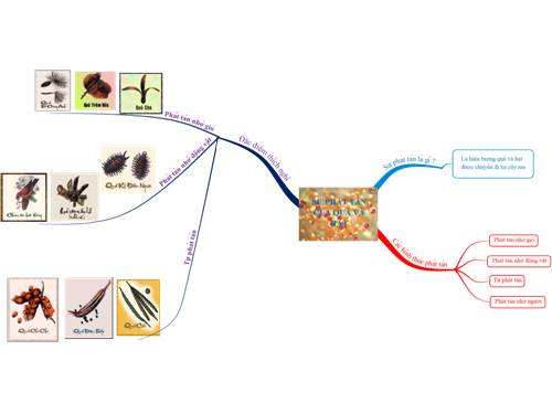 BẢN ĐỒ TƯ DUY PHÁT TÁN QUẢ VÀ HẠT