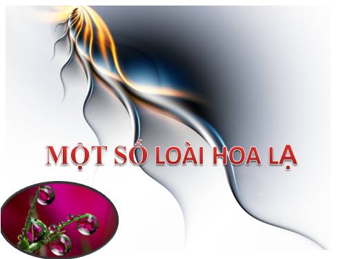 Hoa