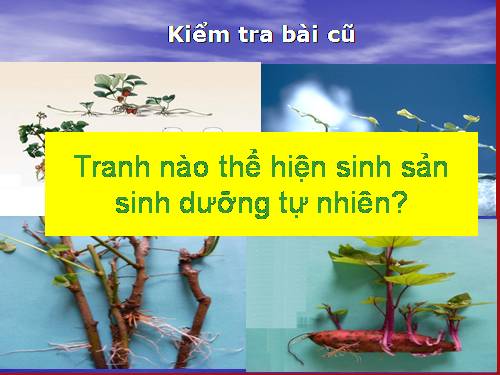 Bài 27. Sinh sản sinh dưỡng do người