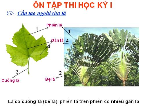 ôn tập chương lá