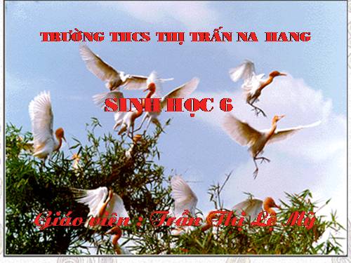 Bài 15. Cấu tạo trong của thân non