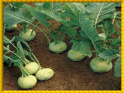Bài 18. Biến dạng của thân