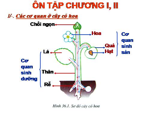 ÔN TÂP CHUONG I, II