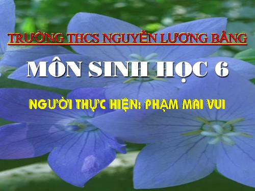 Bài 15. Cấu tạo trong của thân non